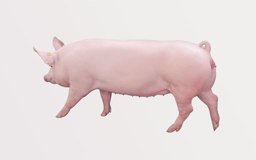 種母豬（大白、長白）